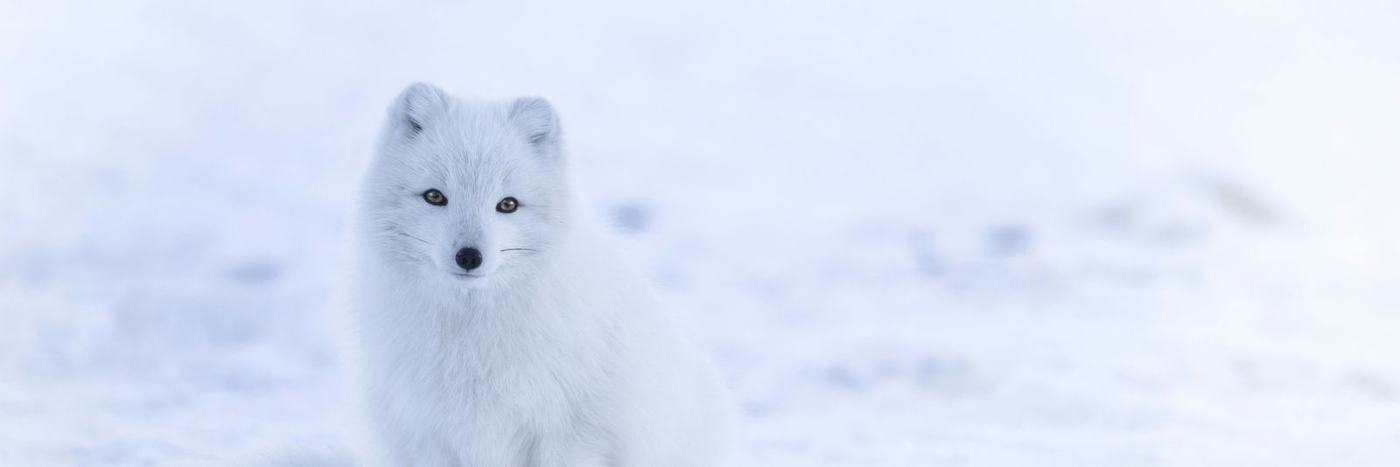 snow fox on snowfield