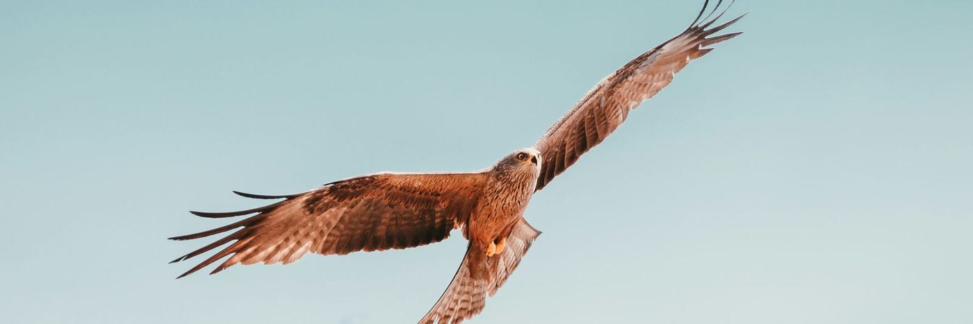 flying brown and white bird under white sky