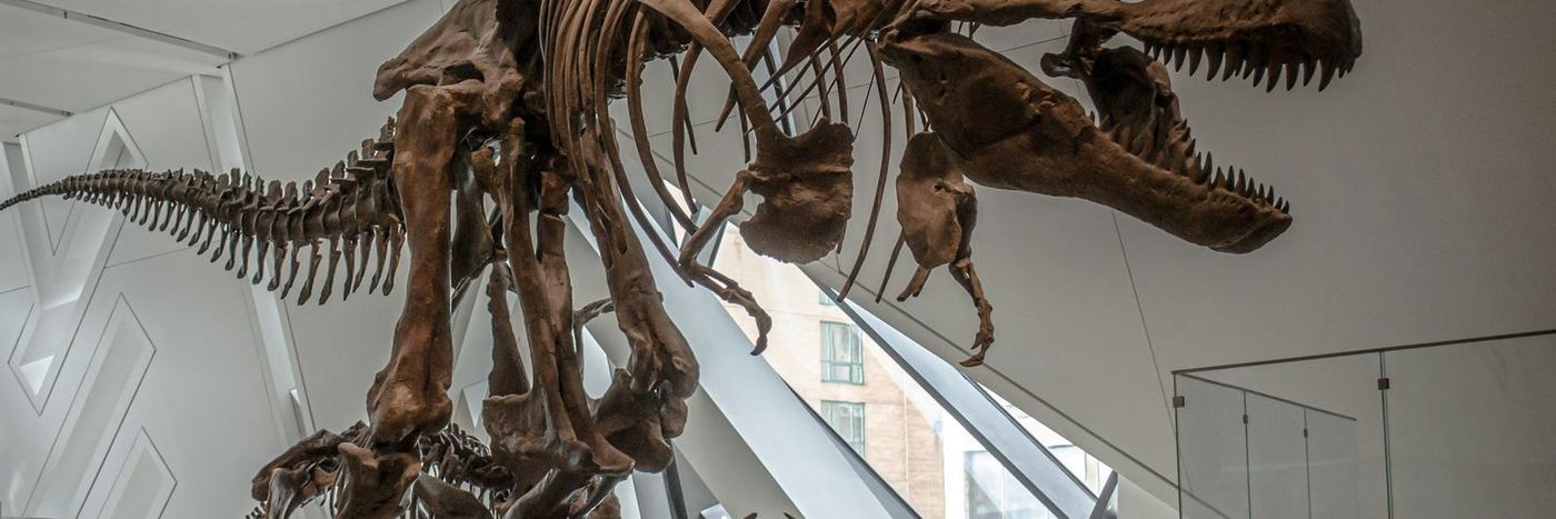 brown animal skeleton on glass roof
